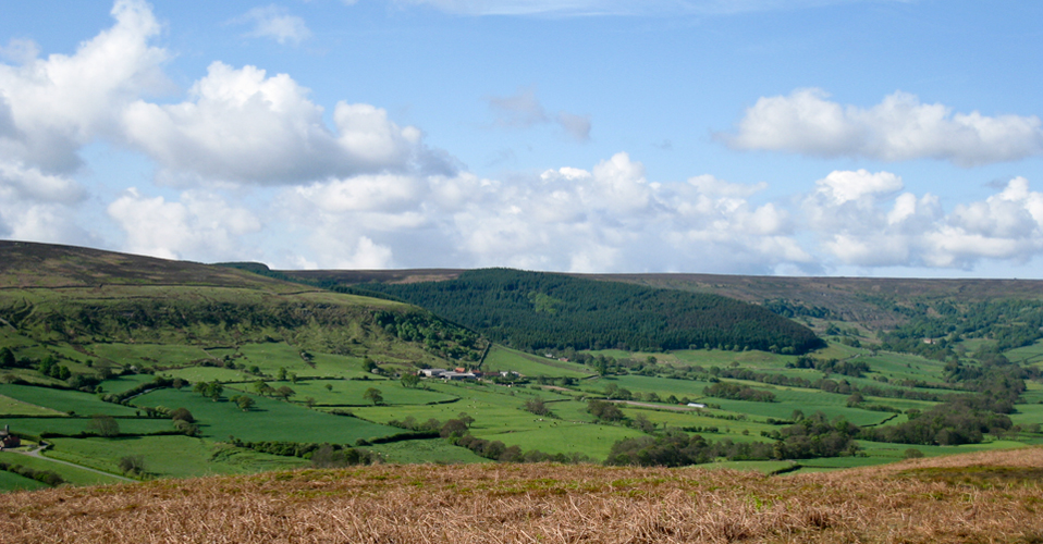 View along Glaisdale Dale to Wintergill plantation
